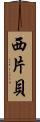 西片貝 Scroll