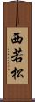 西若松 Scroll