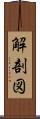 解剖図 Scroll