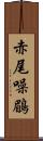 赤尾噪鶥 Scroll