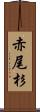 赤尾杉 Scroll