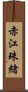 赤江珠緒 Scroll