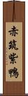 赤筑紫鴨 Scroll