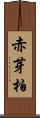 赤芽柏 Scroll