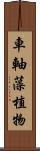 車軸藻植物 Scroll