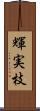 輝実枝 Scroll