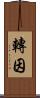 轉因 Scroll