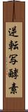 逆転写酵素 Scroll