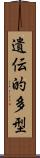 遺伝的多型 Scroll
