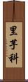 里芋科 Scroll