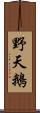 野天鵝 Scroll