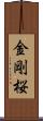 金剛桜 Scroll