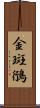 金斑鴴 Scroll