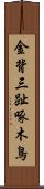 金背三趾啄木鳥 Scroll