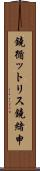 鐃循ットリス鐃緒申 Scroll