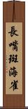 長嘴斑海雀 Scroll