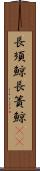 長須鯨 Scroll