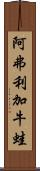 阿弗利加牛蛙 Scroll