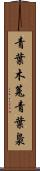 青葉木菟 Scroll