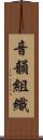 音韻組織 Scroll