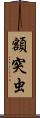 額突虫 Scroll