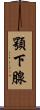 顎下腺 Scroll
