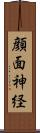 顔面神経 Scroll