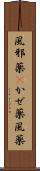 風邪薬(P) Scroll