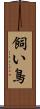 飼い鳥 Scroll