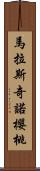 馬拉斯奇諾櫻桃 Scroll