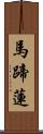 馬蹄蓮 Scroll