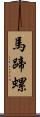 馬蹄螺 Scroll