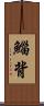 鯔背 Scroll
