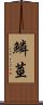 鱗莖 Scroll