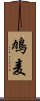 鳩麦 Scroll