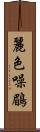 麗色噪鶥 Scroll