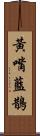 黃嘴藍鵲 Scroll