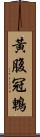 黃腹冠鵯 Scroll