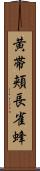 黄帯頬長雀蜂 Scroll