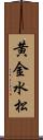 黄金水松 Scroll