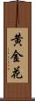 黄金花 Scroll
