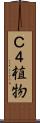Ｃ４植物 Scroll