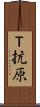 Ｔ抗原 Scroll