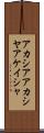 アカシア Scroll