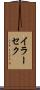 イラーセク Scroll