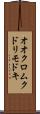 オオクロムクドリモドキ Scroll