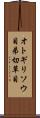 オトギリソウ目 Scroll