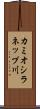 カミオシラネップ川 Scroll