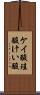 ケイ酸 Scroll