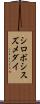 シロボシスズメダイ Scroll